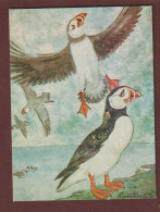 Carte Postale - LES OISEAUX = LE MACAREUX - Aquarelle De Pierre THIRIOT -  Édition L.P.O. à Paris - 2 Scan - Vogels