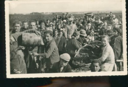 VENDANGES EN CHAMPAGNE ANNEES 50      ( MES PHOTOS NE SONT PAS JAUNES ) - Sens