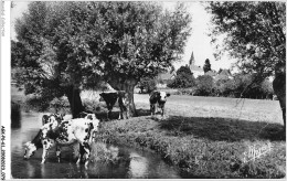 AGKP6-0498-61 - BELLOU-SUR-HUISINE - Paturage Au Bord De L'huisne  - Autres & Non Classés