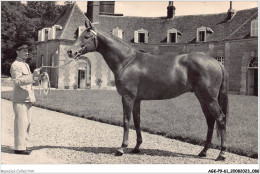 AGKP9-0777-61 - HARAS DU PIN - Shikampur - Etalon De Pur Sang - Anglais  - Sonstige & Ohne Zuordnung