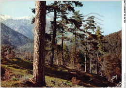 AGLP6-0413-20 - CORSE - OASIS De Beaute - VIZZAVONA - Un Coin De Sa Magnifique Foret De Pins Laricios - Otros & Sin Clasificación