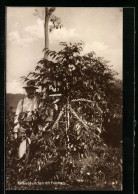 AK Landarbeiter Am Kaffeebäumchen Mit Früchten  - Cultivation