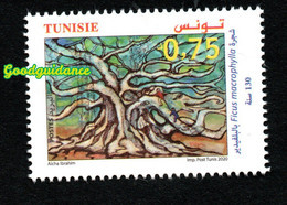 2020- Tunisia - Tree The Ficus Macrophylla At Belvedere Park - 130 Years - Complete Set 1v.MNH** - Trees