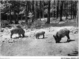 AGUP11-0940-BELGIQUE - ARDENNES BELGES - Sangliers Et Marcassin - Other & Unclassified