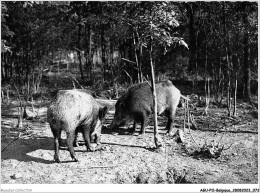 AGUP11-0939-BELGIQUE - ARDENNES BELGES - Les Sangliers - Autres & Non Classés