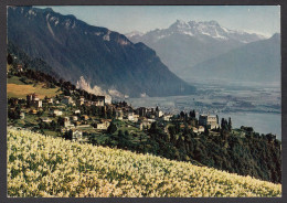 110237/ GLION, Les Dents Du Midi Et Les Champs De Narcisses - Montreux