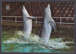 129255/ BRUGGE, Dolfinarium, Dolfijnen- En Zeeleeuwenshow - Brugge