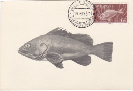 Carte Maximum Sahara Espagnol Espanol 1957 Poisson Fish - Spanische Sahara