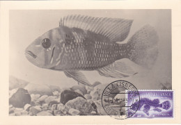 Carte Maximum Sahara Espagnol Espanol 1957 Poisson Fish - Spanische Sahara