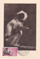 Carte Maximum Guinée Espagnole Guinea Espanola Singe Monkey 1956 - Spaans-Guinea