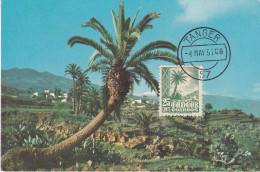 Carte Maximum Tanger 1957 Palmier - Spanish Morocco