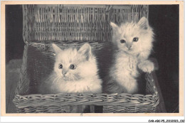 CAR-ABCP5-0463 - CHAT - DEUX CHATS DANS UN PANIER - Gatos