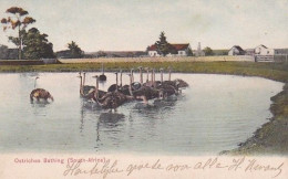 4823100Ostriches Bathing. (postmark 1909) - South Africa