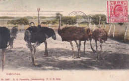 482335Ostriches. 1910. (little Crease Corners) - Afrique Du Sud