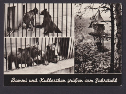 Ansichtskarte Bad Schandau Sachsen Tiere Bären Bummi Und Kullerchen - Andere & Zonder Classificatie