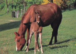 Horse - Cheval - Paard - Pferd - Cavallo - Cavalo - Caballo - Häst - Korttiriihi - Finland - Horses