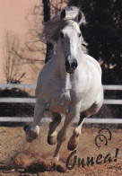 Horse - Cheval - Paard - Pferd - Cavallo - Cavalo - Caballo - Häst - Korttiriihi - Finland - Pferde