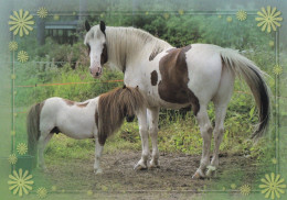 Horse - Cheval - Paard - Pferd - Cavallo - Cavalo - Caballo - Häst - Korttiriihi - Finland - Pferde