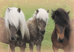 Horse - Cheval - Paard - Pferd - Cavallo - Cavalo - Caballo - Häst - Korttiriihi - Finland - Pferde