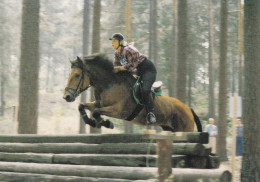 Horse - Cheval - Paard - Pferd - Cavallo - Cavalo - Caballo - Häst - Gelding Hannes - Suomenratsut Ry - Finland - RARE - Chevaux