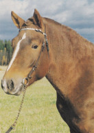 Horse - Cheval - Paard - Pferd - Cavallo - Cavalo - Caballo - Häst - Stallion Lentuli - Suomenratsut Ry - Finland - RARE - Chevaux