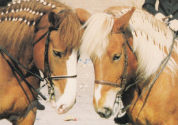 Horse - Cheval - Paard - Pferd - Cavallo - Cavalo - Caballo - Häst - Viskuri & V. H. Velhotar - Suomenratsut Ry - RARE - Pferde