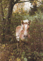 Horse - Cheval - Paard - Pferd - Cavallo - Cavalo - Caballo - Häst - Stallion Jeppe-Itsonpoika  - Suomenratsut Ry - RARE - Chevaux