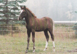 Horse - Cheval - Paard - Pferd - Cavallo - Cavalo - Caballo - Häst - Stallion Purven Onni - Suomenratsut Ry - RARE - Horses