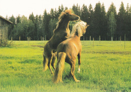 Horse - Cheval - Paard - Pferd - Cavallo - Cavalo - Caballo - Häst - Stallion Pasture Rahvon Island - Suomenratsut Ry - Pferde