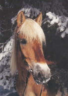 Horse - Cheval - Paard - Pferd - Cavallo - Cavalo - Caballo - Häst - Mare Huhti-Liinu - Suomenratsut Ry - RARE - Chevaux