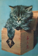 KATZE MIEZEKATZE Tier Vintage Ansichtskarte Postkarte CPSM #PAM100.A - Katten