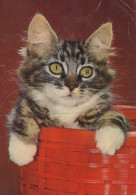 CAT KITTY Animals Vintage Postcard CPSM #PAM066.A - Gatos