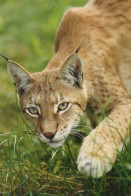 LYNX RAUBKATZE Tier Vintage Ansichtskarte Postkarte CPSM #PAM020.A - Andere & Zonder Classificatie