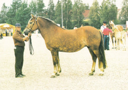 Horse - Cheval - Paard - Pferd - Cavallo - Cavalo - Caballo - Häst - Mare Tamara - Suomenratsut Ry - RARE - Pferde