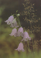 FLOWERS Vintage Postcard CPSM #PBZ789.A - Flowers