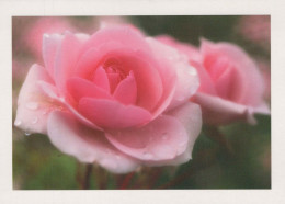 FLOWERS Vintage Ansichtskarte Postkarte CPSM #PBZ638.A - Flowers