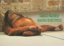 SCIMMIA Animale Vintage Cartolina CPSM #PAN984.A - Singes