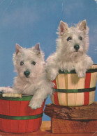 DOG Animals Vintage Postcard CPSM #PAN762.A - Honden