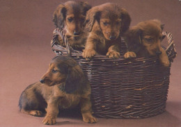 PERRO Animales Vintage Tarjeta Postal CPSM #PAN643.A - Honden
