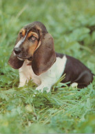 DOG Animals Vintage Postcard CPSM #PAN587.A - Hunde