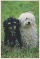CANE Animale Vintage Cartolina CPSM #PAN529.A - Hunde