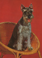 HUND Tier Vintage Ansichtskarte Postkarte CPSM #PAN526.A - Dogs