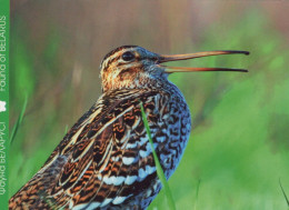 VOGEL Tier Vintage Ansichtskarte Postkarte CPSM #PAN371.A - Vogels