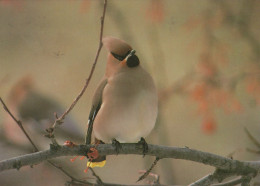 VOGEL Tier Vintage Ansichtskarte Postkarte CPSM #PAM730.A - Vögel