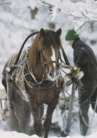 Horse - Cheval - Paard - Pferd - Cavallo - Cavalo - Caballo - Häst - Ravi King Vireni - Suomenratsut Ry - RARE - Horses