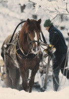 Horse - Cheval - Paard - Pferd - Cavallo - Cavalo - Caballo - Häst - Ravi King Vireni - Suomenratsut Ry - RARE - Pferde
