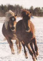 Horse - Cheval - Paard - Pferd - Cavallo - Cavalo - Caballo - Häst - Tilun Aatos & Vilijam - Suomenratsut Ry - RARE - Chevaux