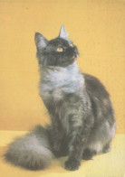 GATO GATITO Animales Vintage Tarjeta Postal CPSM #PBQ724.A - Cats