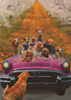 PERRO Animales Vintage Tarjeta Postal CPSM #PBQ529.A - Dogs