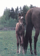 Horse - Cheval - Paard - Pferd - Cavallo - Cavalo - Caballo - First Summer - Finnish Equestrian Association - Pferde